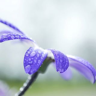 #makrofotografie #macro_photography #macrophotography #macro_perfection #macro_secrets #macro_gf #tgif_macro #macro_holic #ig_macro #macro_p #macro_holic #nature_shooters #naturegallery #natureshot #naturephotography #nature_lovers #nature_perfection #nahaufnahme #drops #drops_perfection #drops_creative #my_daily_macro #drops_love #my_daily_capture #gf_nature #ig_nature #best_nature #nikondeutschland #splendid_flowers