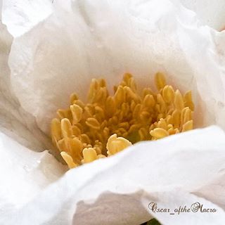 #macropassion_flower
#_macroart
#macroart
#1macroshot
#9vaga_macro9
#bpa_macro
#featured_macro
#fiftyshades_of_macro
#ig_bliss_macro
#flowerstagram
#flowers
#globalshot
#inthemoodfor_macro
#kings_macro
#macro_brillance
#top_macro
#macro_p
#perfection
#macro_delight
#macro_highlight
#macro_mania__
#macro_mania_
#best_pics
#redflowers
#1macroshot
#macromoments
#macromoment
#traveling
#tv_flower
#macrofotografia
