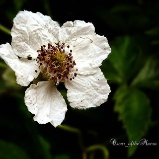 #macropassion_flower
#_macroart
#macroart
#1macroshot
#9vaga_macro9
#bpa_macro
#featured_macro
#fiftyshades_of_macro
#ig_bliss_macro
#flowerstagram
#flowers
#globalshot
#inthemoodfor_macro
#kings_macro
#macro_brillance
#top_macro
#macro_p
#perfection
#macro_delight
#macro_highlight
#macro_mania__
#macro_mania_
#best_pics
#redflowers
#1macroshot
#macromoments
#macromoment
#traveling
#tv_flower
#macrofotografia