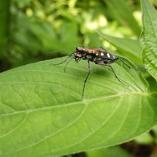 #photophoneid #phonepic #phonephotography #macro_friends #idmacro #show_us_macro #indonesia_greatshots #9vaga_naturemiracles9 #kings_insects #pocket_macro #asi_es_macro #macro_x #macrophonegraphy #floraandfauna #pocket_indonesia #macro_merahputih #love_united_macro #macro_holic #nusa_macro #splendid_nature #www_macro #macro_europe #macro_p #insectphotography #icu_indonesia #macro_perfection #kf_macro #macro_kings #macroworld_tr #icu_indonesia #icu_macro