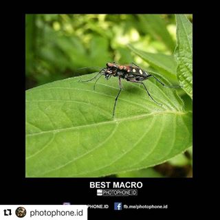 #Repost @photophone.id with @repostapp
・・・
Selamat kepada @maram_macromod Foto anda terpilih sebagai Best Macro pada minggu ke III
.
Caption :
#photophoneid #phonepic #phonephotography #macro_friends #idmacro #show_us_macro #indonesia_greatshots #9vaga_naturemiracles9 #kings_insects #pocket_macro #asi_es_macro #macro_x #macrophonegraphy #floraandfauna #pocket_indonesia #macro_merahputih #love_united_macro #macro_holic #nusa_macro #splendid_nature #www_macro #macro_europe #macro_p #insectphotography #macro_perfection #kf_macro #macro_kings #macroworld_tr
.
_______________________________________________
Hallo Sobat photophone.id, mari tunjukkan bahwa karya fotomu dari ponsel juga bisa keren!
_______________________________________________
Follow : @photophone.id
Mention : @photophone.id
Tag wajib dan tag thema harian bisa dilihat di : hastag (#) rulesppid