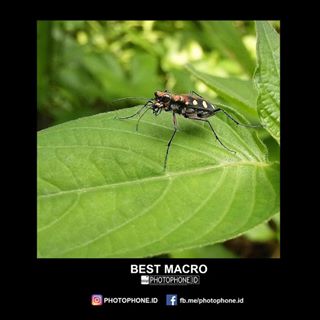 Selamat kepada @maram_macromod Foto anda terpilih sebagai Best Macro pada minggu ke III
.
Caption :
#photophoneid #phonepic #phonephotography #macro_friends #idmacro #show_us_macro #indonesia_greatshots #9vaga_naturemiracles9 #kings_insects #pocket_macro #asi_es_macro #macro_x #macrophonegraphy #floraandfauna #pocket_indonesia #macro_merahputih #love_united_macro #macro_holic #nusa_macro #splendid_nature #www_macro #macro_europe #macro_p #insectphotography #icu_indonesia #macro_perfection #kf_macro #macro_kings #macroworld_tr #icu_indonesia #icu_macro
.
_______________________________________________
Hallo Sobat photophone.id, mari tunjukkan bahwa karya fotomu dari ponsel juga bisa keren!
_______________________________________________
Follow : @photophone.id
Mention : @photophone.id
Tag wajib dan tag thema harian bisa dilihat di : hastag (#) rulesppid