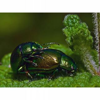 #macro_x #macro #animales #naturaleza #fauna #insectos #macroclique #macroworld_tr #macrophotography #macrofotografia #macro_captures #macro_perfection #naturalezadegalicia #natura #bug #insect_or_bugs #insect_of_our_world #macro_p #araña #spider #macro_perfection#macroclique #mta_macro #mariposas #butterfl #flowers #flor #creative_macro #macro_perfection