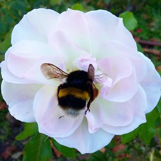 Los insectos y particularmente las abejas realizan una función imprescindible en la polinización de muchas plantas, tanto silvestres como cultivadas. Por este motivo, el descenso del número de abejas detectado durante las últimas décadas es un gran motivo de preocupación.
#science #bee #bug #nature #naturelovers #naturalist #flor #biophilia #naturephoto #macro #biodiversidad #invertebrates #macro_p #rosa #rose #ピンク #花 #flowery #petal #fleur #flower