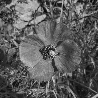 Give a man a mask, and he will become his true self.
.
.
.
.
.
#bnw_demand #bnwmood #monochrome #bnw_globe #blackandwhitephoto #rsa_bnw #blackandwhitephotography #blacknwhite_perfection #bnw_captures #bnw_city #bnw_life #bnw_rose #bnw_society #flowersturk #rsa_nature #direwolfstories #flowerporn #luke_nature_photo #flowerstalking #awesome_photographers #nature_sultans #flowerstarz #macro_p #loves_italia #gf_italy #vscoitalia