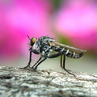 Lần đầu gặp sát thủ
#C901
#top_macro #macro_freaks #macromania
#macro_p #macro_kings #1macroshot
#nature #macro_turkey #macro
#macro_spotlight #macro_globe
#macro_holic #macro_secrets #explore_macro
#macro_love #macro_delight
#macro_world #macroclique #igbest_macros
