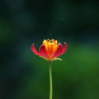 Hello ngày mới
#C901
#top_macro #macro_freaks #macromania
#macro_p
#nature
#macro_spotlight
#macro_holic
#macro_love
#macro_world