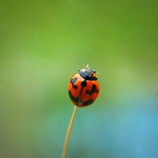 Hóng trận tối nay
#C901
#top_macro #macro_freaks #macromania
#macro_p #macro_kings #1macroshot
#nature #macro_turkey #macro
#macro_spotlight #macro_globe
#macro_holic #macro_secrets #explore_macro
#macro_love #macro_delight
#macro_world #macroclique #igbest_macros