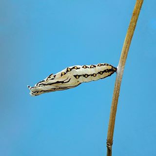 Lồng đèn treo cao
#C901
#top_macro #macro_freaks #macromania
#macro_p #macro_kings #1macroshot
#nature #macro_turkey #macro
#macro_spotlight #macro_globe
#macro_holic #macro_secrets #explore_macro
#macro_love #macro_delight
#macro_world #macroclique #igbest_macro