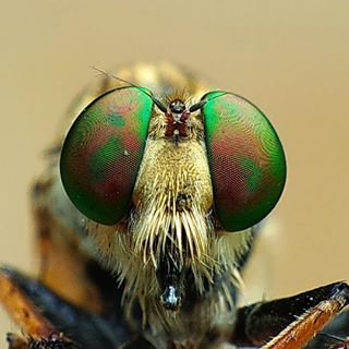 Ảnh thẻ e ruồi
#C901
#top_macro #macro_freaks #macromania
#macro_p #macro_kings #1macroshot
#nature #macro_turkey #macro
#macro_spotlight #macro_globe
#macro_holic #macro_secrets #explore_macro
#macro_love #macro_delight
#macro_world #macroclique #igbest_macros