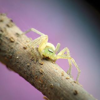 Hóng kèo tối nay
#C901
#top_macro #macro_freaks #macromania
#macro_p #macro_kings #1macroshot
#nature #macro_turkey #macro
#macro_spotlight #macro_globe
#macro_holic #macro_secrets #explore_macro
#macro_love #macro_delight
#macro_world #macroclique #igbest_macros