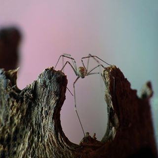 Chân dài
#C901
#top_macro #macro_freaks #macromania
#macro_p #macro_kings #1macroshot
#nature #macro_turkey #macro
#macro_spotlight #macro_globe
#macro_holic #macro_secrets #explore_macro
#macro_love #macro_delight
#macro_world #macroclique #igbest_macro
