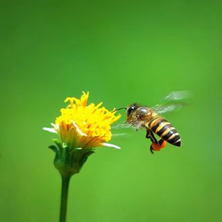 Chăm chỉ 
#C901
#top_macro #macro_freaks #macromania
#macro_p #macro_kings #1macroshot
#nature #macro_turkey #macro
#macro_spotlight #macro_globe
#macro_holic #macro_secrets #explore_macro
#macro_love #macro_delight
#macro_world #macroclique #igbest_macro