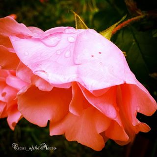 #macropassion_flower
#_macroart
#macroart
#1macroshot
#9vaga_macro9
#bpa_macro
#featured_macro
#fiftyshades_of_macro
#ig_bliss_macro
#flowerstagram
#flowers
#globalshot
#inthemoodfor_macro
#kings_macro
#macro_brillance
#top_macro
#macro_p
#perfection
#macro_delight
#macro_highlight
#macro_mania__
#macro_mania_
#best_pics
#redflowers
#1macroshot
#macromoments
#macromoment
#traveling
#tv_flower
#macrofotografia