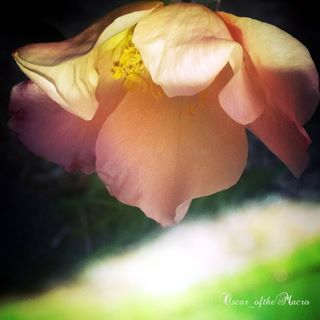 #macropassion_flower
#_macroart
#macroart
#1macroshot
#9vaga_macro9
#bpa_macro
#featured_macro
#fiftyshades_of_macro
#ig_bliss_macro
#flowerstagram
#flowers
#globalshot
#inthemoodfor_macro
#kings_macro
#macro_brillance
#top_macro
#macro_p
#perfection
#macro_delight
#macro_highlight
#macro_mania__
#macro_mania_
#best_pics
#redflowers
#1macroshot
#macromoments
#macromoment
#traveling
#tv_flower
#macrofotografia