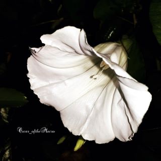 #macropassion_flower
#_macroart
#macroart
#1macroshot
#9vaga_macro9
#bpa_macro
#featured_macro
#fiftyshades_of_macro
#ig_bliss_macro
#flowerstagram
#flowers
#globalshot
#inthemoodfor_macro
#kings_macro
#macro_brillance
#top_macro
#macro_p
#perfection
#macro_delight
#macro_highlight
#macro_mania__
#macro_mania_
#best_pics
#redflowers
#1macroshot
#macromoments
#macromoment
#traveling
#tv_flower
#macrofotografia