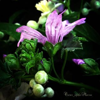 #macropassion_flower
#_macroart
#macroart
#1macroshot
#9vaga_macro9
#bpa_macro
#featured_macro
#fiftyshades_of_macro
#ig_bliss_macro
#flowerstagram
#flowers
#globalshot
#inthemoodfor_macro
#kings_macro
#macro_brillance
#top_macro
#macro_p
#perfection
#macro_delight
#macro_highlight
#macro_mania__
#macro_mania_
#best_pics
#redflowers
#1macroshot
#macromoments
#macromoment
#traveling
#tv_flower
#macrofotografia