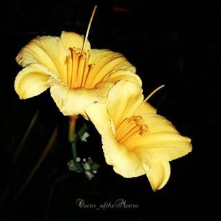 #macropassion_flower
#_macroart
#macroart
#1macroshot
#9vaga_macro9
#bpa_macro
#featured_macro
#fiftyshades_of_macro
#ig_bliss_macro
#flowerstagram
#flowers
#globalshot
#inthemoodfor_macro
#kings_macro
#macro_brillance
#top_macro
#macro_p
#perfection
#macro_delight
#macro_highlight
#macro_mania__
#macro_mania_
#best_pics
#redflowers
#1macroshot
#macromoments
#macromoment
#traveling
#tv_flower
#macrofotografia