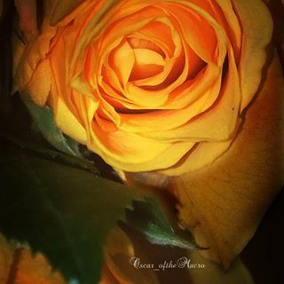 #macropassion_flower
#_macroart
#macroart
#1macroshot
#9vaga_macro9
#bpa_macro
#featured_macro
#fiftyshades_of_macro
#ig_bliss_macro
#flowerstagram
#flowers
#globalshot
#inthemoodfor_macro
#kings_macro
#macro_brillance
#top_macro
#macro_p
#perfection
#macro_delight
#macro_highlight
#macro_mania__
#macro_mania_
#best_pics
#redflowers
#1macroshot
#macromoments
#macromoment
#traveling
#tv_flower
#macrofotografia