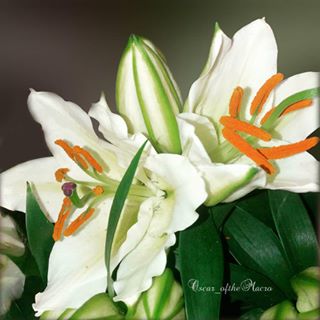 #macropassion_flower
#_macroart
#macroart
#1macroshot
#9vaga_macro9
#bpa_macro
#featured_macro
#fiftyshades_of_macro
#ig_bliss_macro
#flowerstagram
#flowers
#globalshot
#inthemoodfor_macro
#kings_macro
#macro_brillance
#top_macro
#macro_p
#perfection
#macro_delight
#macro_highlight
#macro_mania__
#macro_mania_
#best_pics
#redflowers
#1macroshot
#macromoments
#macromoment
#traveling
#tv_flower
#macrofotografia