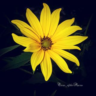 #macropassion_flower
#_macroart
#macroart
#1macroshot
#9vaga_macro9
#bpa_macro
#featured_macro
#fiftyshades_of_macro
#ig_bliss_macro
#flowerstagram
#flowers
#globalshot
#inthemoodfor_macro
#kings_macro
#macro_brillance
#top_macro
#macro_p
#perfection
#macro_delight
#macro_highlight
#macro_mania__
#macro_mania_
#best_pics
#redflowers
#1macroshot
#macromoments
#macromoment
#traveling
#tv_flower
#macrofotografia