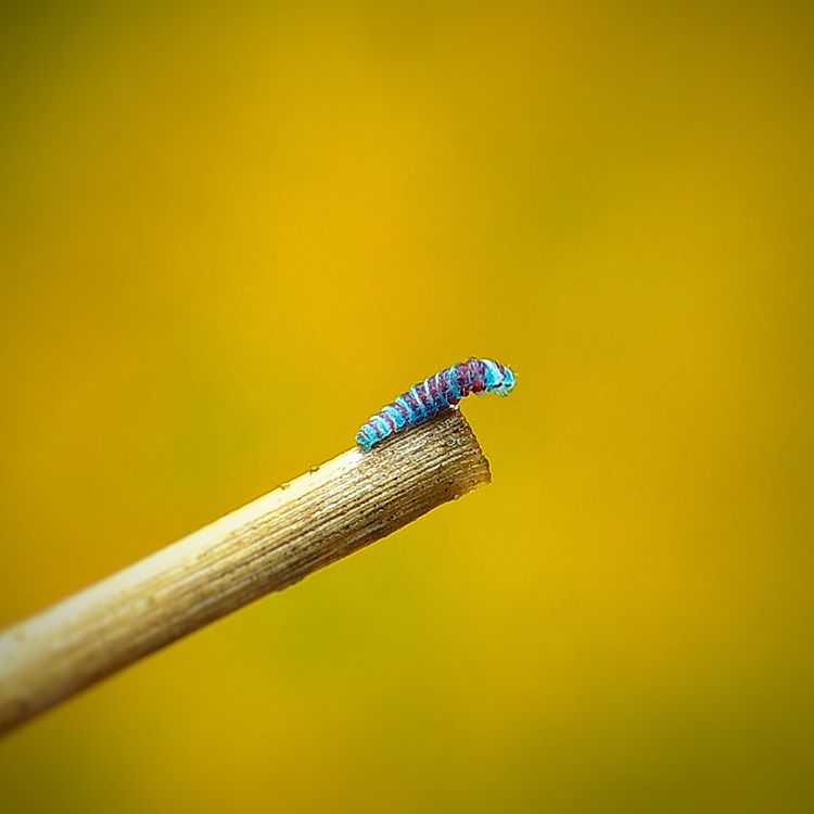 Con sâu làm gì khi buồn :)) #C901
#top_macro #macro_freaks #macromania
#macro_p #macro_kings #1macroshot
#nature #macro_turkey #macro
#macro_spotlight #macro_globe
#macro_holic #macro_secrets #explore_macro
#macro_love #macro_delight
#macro_world #macroclique #igbest_macro