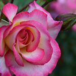 MarinaFleur5 - @marinafleur5 Instagram latest uploaded photos & videos - raingrande.com